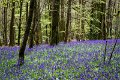 Bluebells and wild garlic in Rossmore Forest Park - May 2017 (17)